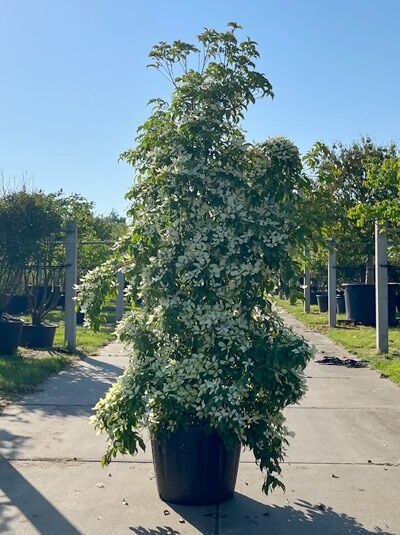 Hongkong-Hartriegel 200-250 cm - Cornus hongkongensis (1567049)