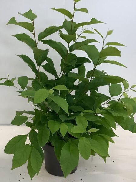 Halesia carolina (Schneeglöckchenbaum) 40–60 cm C7 im Pflanzcontainer, verzweigter Strauch mit grünen Blättern.