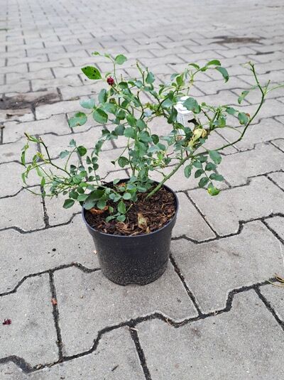 Rosa 'Gärtnerfreude ®' Bodendeckerrose 'Gärtnerfreude' A-Qualität C1.5 im Pflanztopf, Grünes Laub und Triebe sichtbar