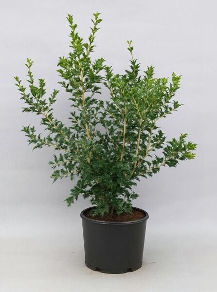 Osmanthus heterophyllus / Ilexblättrige Duftblüte 60-80 cm C10, mehrtriebiger Strauch im Topf mit gezähnten, grünen Blättern