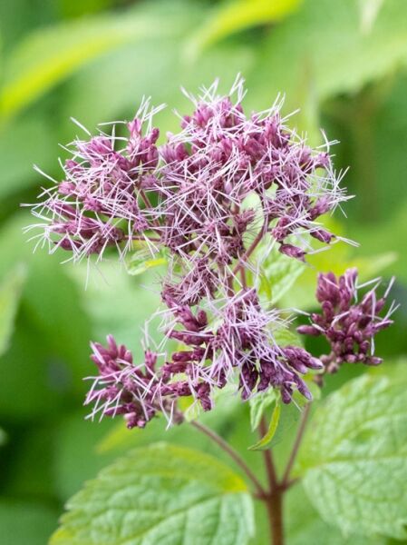Eupatorium fistulosum 'Red Dwarf' / Purpurdost, Wasserdost