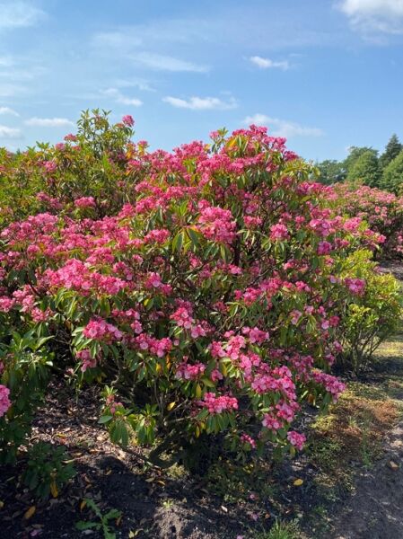 Lorbeerrose 'Pink Surprise' / Berglorbeer 'Pink Surprise' (Nr.1310) / Kalmia latifolia 'Pink Surprise' 100-120 cm breit x 120-140 cm hoch