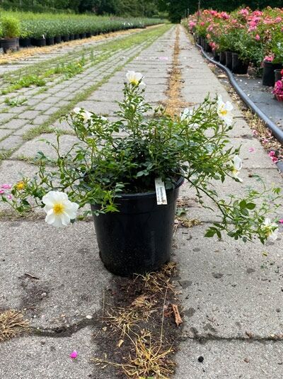 Rosa 'Sonnenröschen'®, Zwergrose 'Sonnenröschen'® C5 im schwarzen Pflanztopf mit grünem Laub und hellen Blüten