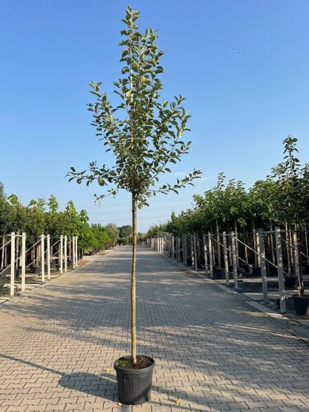 Malus domestica 'Golden Delicious' (Apfel 'Gelber Köstlicher') Hochstamm 10-12 StU im Container, junger Baum mit Krone und Laub.
