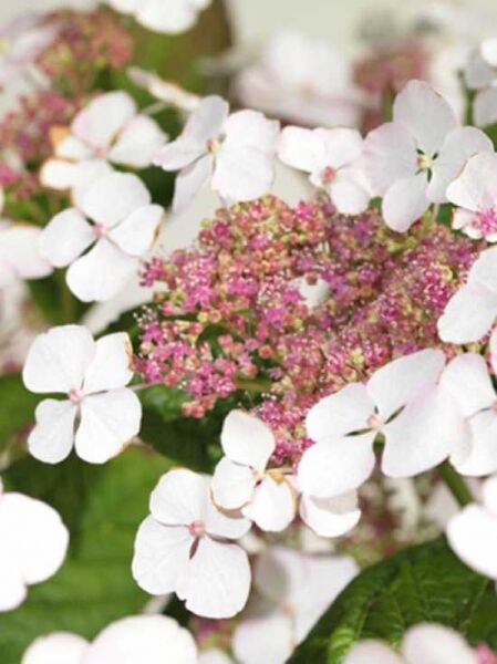 Teller-Hortensie 'Aigaku' / Hydrangea serrata 'Aigaku'