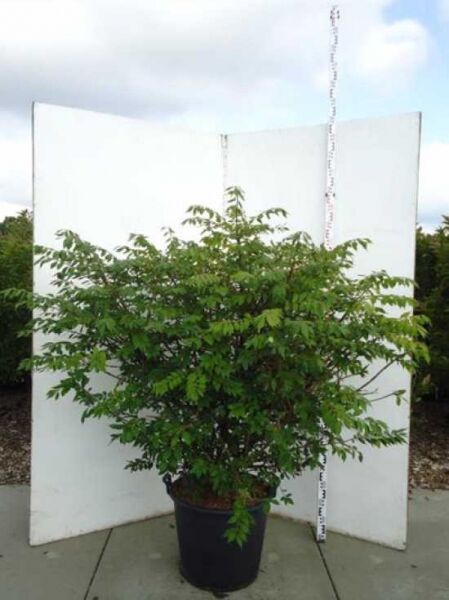 Geflügeltes Pfaffenhütchen (Euonymus alatus) im Container C50, Strauch 125–150 cm mit dichtem, grünem Laub.