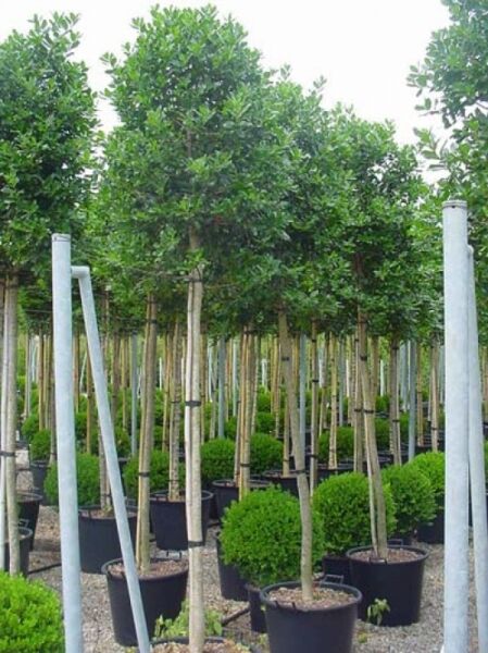 Stechpalme 'Nellie R. Stevens' Hochstamm / Ilex mutchagara 'Nellie R. Stevens'