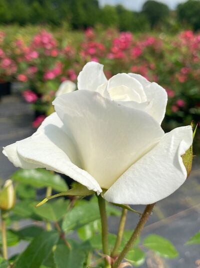 Beetrose Rosa 'Baby Schneewittchen' mit weißer, halb geöffneter Blüte und grünen Blättern am Stiel