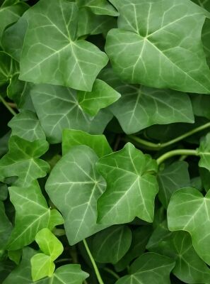 Irischer Efeu / Efeu / Fertighecke / Heckenelement 180 cm - Hedera hibernica