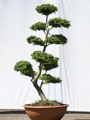 Garten-Bonsai (551) - Ulmus minor 'Jacqueline Hillier' H: 140 cm B: 80 cm