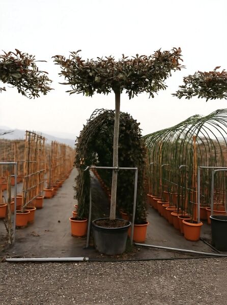 Photinia fraseri 'Red Robin' / Glanzmispel 'Red Robin' Hochstamm (Dachform) im Container, 14–16 cm StU
