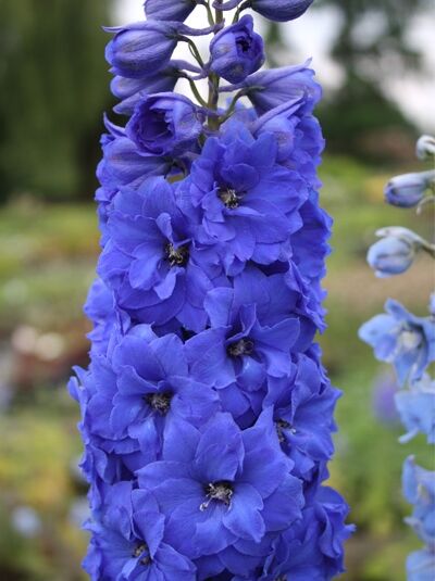 Hoher Rittersporn 'Blue River' - Delphinium x elatum 'Blue River'