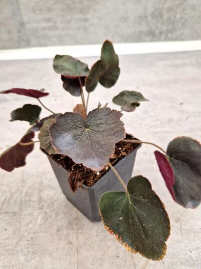 Purpurglöckchen (Heuchera) 'XXL' im P9-Topf, rundlich gelappte Blätter in Grün bis Purpur mit rötlichen Blattstielen