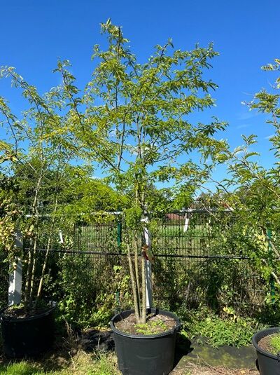 Dornenlose Gleditschie / Dornenloser Lederhülsenbaum 300-350 cm mehrstämmig / Gleditsia triacanthos 'Inermis' (1567246)