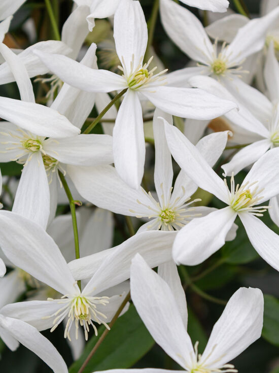 43+ Immergrüne Clematis Erfahrungen, Da du mich um erfahrungen mit