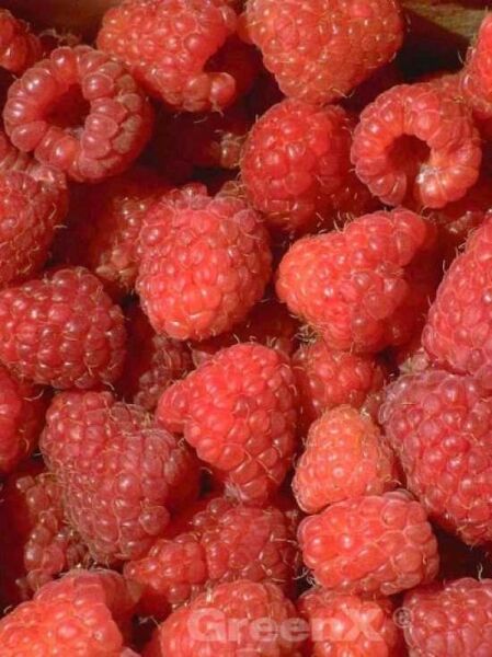 Himbeere 'Willamette' / Rubus idaeus 'Willamette'
