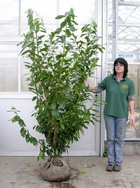 Prunus laurocerasus 'Novita' / Kirschlorbeer 'Novita' 175-200 cm m. B., mehrtriebiger Strauch mit immergrünen Blättern