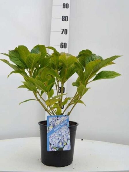 Bauern-Hortensie Hydrangea macrophylla 'Nikko Blue', 30–40 cm im Topf C2.5 mit grünem Laub und Sortenetikett.