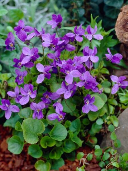 Viola odorata 'Königin Charlotte' / Duftveilchen