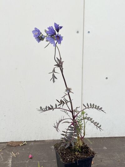 Jakobsleiter 'Bressingham Purple' - Polemonium yezoense 'Bressingham Purple'