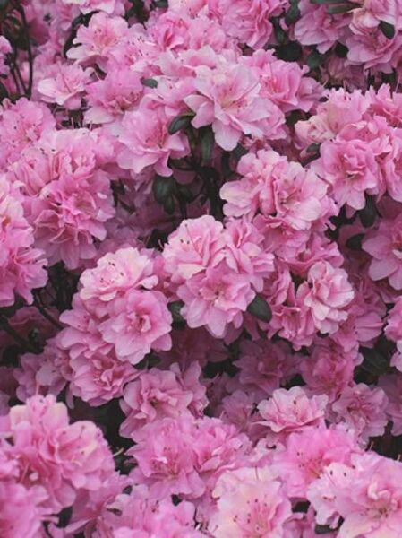 Japanische Azalee 'Rosinetta' / Rhododendron obtusum 'Rosinetta'