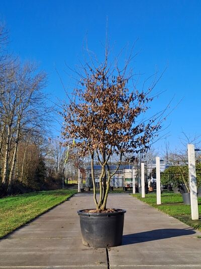 Hainbuche / Weißbuche 'mehrstämmig' 300-350 cm  (874116) / Carpinus betulus