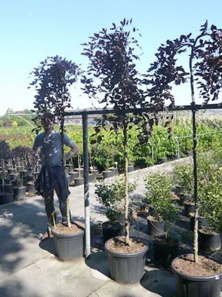 Hänge-Blut-Buche (Fagus sylvatica 'Purpurea Pendula') Hochstamm 8-10 StU im Container mit dunkelrotem Laub