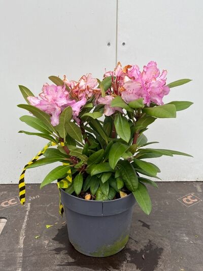 Rhododendron 'Sweet Sue' - Rhododendron yakushimanum 'Sweet Sue'