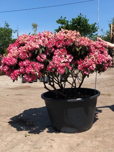 Rhododendron yakushimanum 'Sneezy' Schirmform / Rhododendron 'Sneezy' H: 140 cm B: 200 cm (6009)