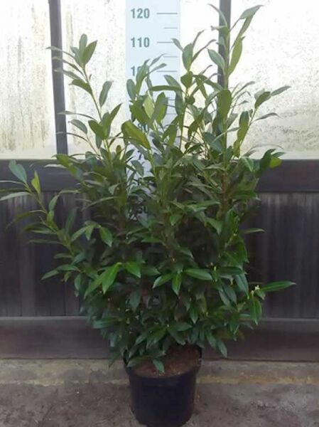 Prunus laurocerasus 'Herbergii' / Kirschlorbeer 'Herbergii' 80-100 cm C10, buschiger Strauch im Topf mit glänzend grünen Blättern