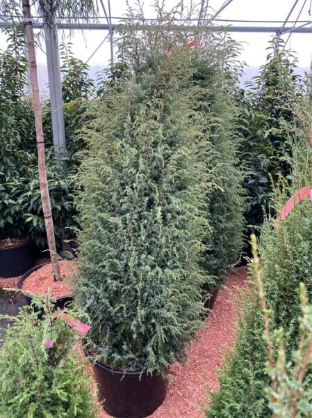 Schwedischer Säulen-Wacholder (Juniperus communis 'Suecica') im Container C20, 150–175 cm, säulenförmiger Nadelgehölz-Strauch.