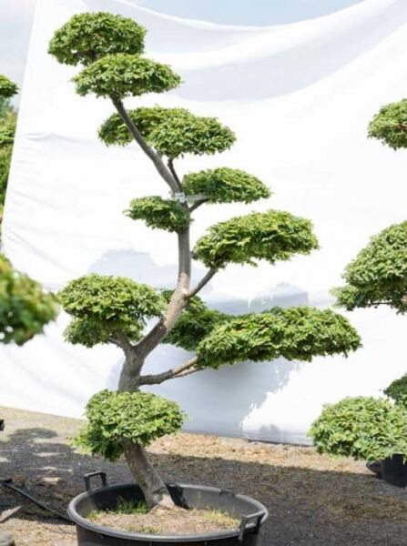Garten-Bonsai (611) / Ulmus minor 'Jacqueline Hillier' H: 210 cm B: 130 cm