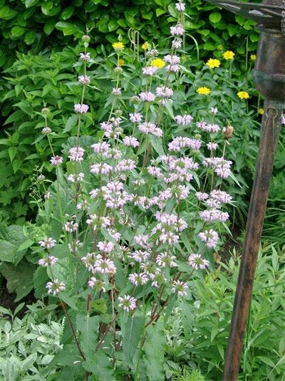 Knollen-Bandkraut / Phlomis tuberosa