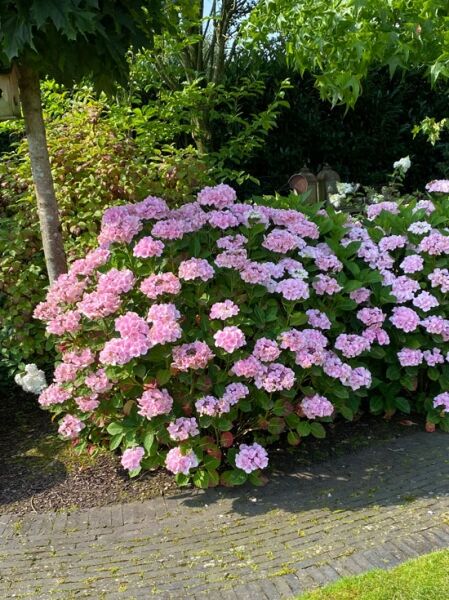 Rispen-Hortensie 'Pink Diamond' (Hydrangea paniculata 'Pink Diamond') als Strauch mit rosa Blütenrispen und grünem Laub