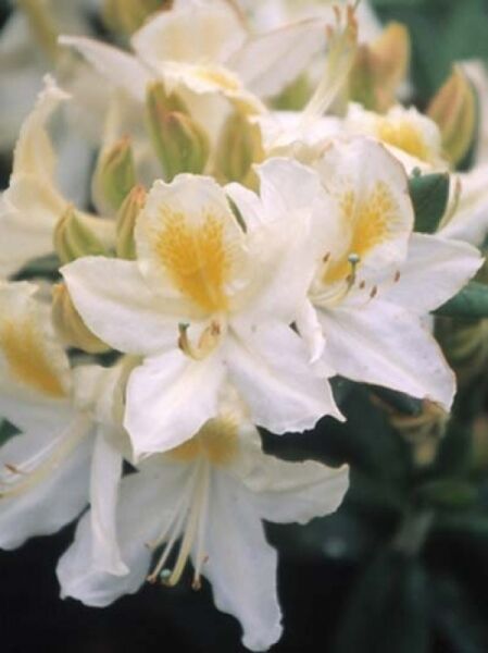 Laubabwerfende Azalee 'Daviesii' / Azalea luteum 'Daviesii' (Genter-Hybrid)
