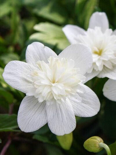 Buschwindröschen 'Vestal' / Anemone nemorosa 'Vestal'