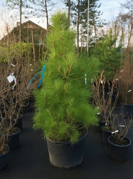 Pinus pinaster (Seekiefer/Strandkiefer) 150-175 cm C35 im Container, aufrecht wachsend mit langen grünen Nadeln