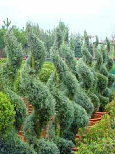 Zypressen-Spiralbaum, grün, 120cm
