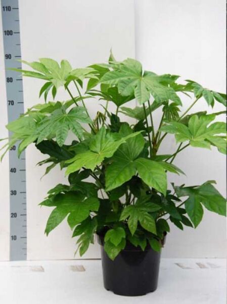 Fatsia japonica (Zimmeraralie) 60–80 cm, C10, grüne handförmig gelappte Blätter im Topf.