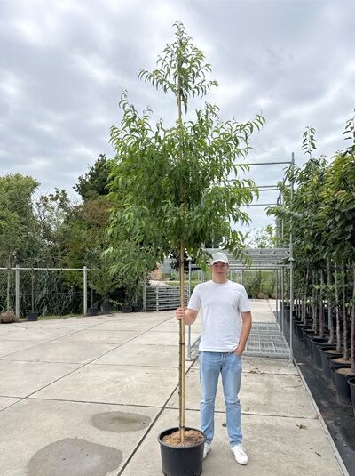 Prunus persica 'Peregrine' / Pfirsich 'Peregrine' Hochstamm im Container, junger Baum mit schlankem Stamm und grünem Laub.