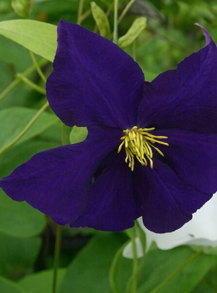 Clematis 'Viola' / Waldrebe 'Viola' (Clematis) mit dunkelvioletter Blüte und gelben Staubgefäßen in Nahaufnahme.