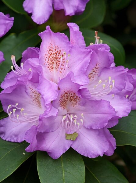 Rhododendron 'Roslyn' / Rhododendron 'Roslyn'