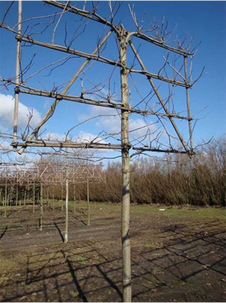 Platanus acerifolia, Platane Hochstamm-Spalier, Stammhöhe 210 cm, Spalierform mit verzweigten, laublosen Trieben