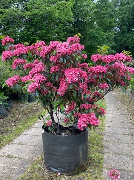Kalmia latifolia 'Pink Charm' / Lorbeerrose 'Pink Charm' im Topf, Berglorbeer mit pinken Blütendolden, 80–90 cm, Solitär
