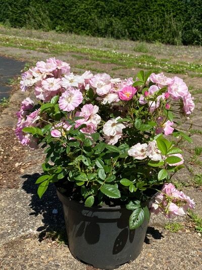Rosa 'Appleblossum' / Kletterrose 'Appleblossum' C5 im Topf mit zahlreichen hellrosa Blüten und grünem Laub