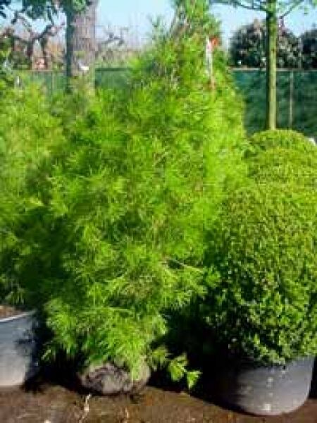 Sciadopitys verticillata, Schirm-Tanne 150–175 cm m. Db., Solitär im Container mit dichtem, nadeligem, grünem Wuchs.