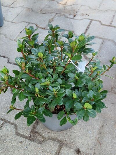 Japanische Azalee 'Petticoat' (Rhododendron obtusum) 20-30 cm C2, kompakter Strauch im Topf mit dunkelgrünem Laub