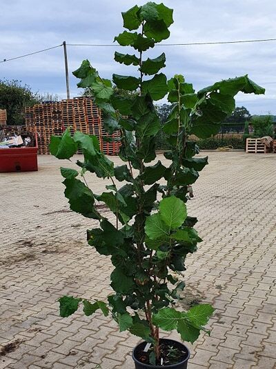 Haselnuss 'Webb's Prize Cob' / Corylus 'Webb's Prize Cob' 