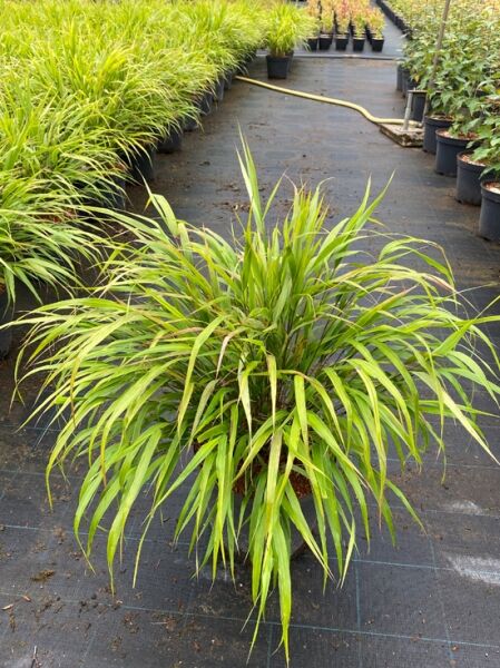 Japan-Berggras / Goldbandgras / Hakonechloa macra