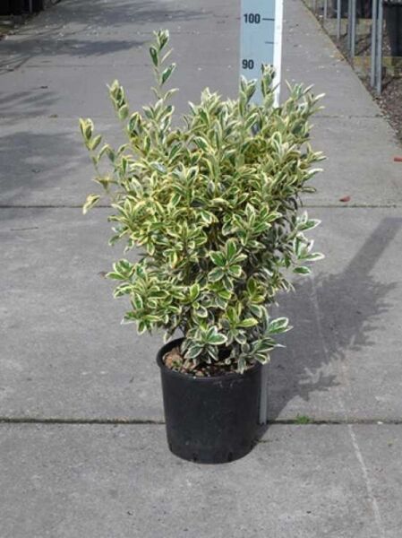Japanischer Spindelstrauch 'Bravo' (Euonymus japonicus 'Bravo') im Topf C10, ca. 50–60 cm, panaschierte grün-weiße Blätter.